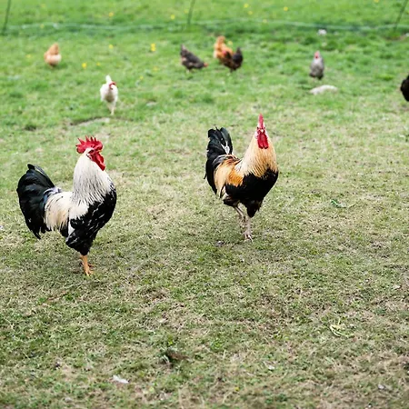 Landgasthaus Kurz & Restaurant Am Feldberg - Schwarzwald 3*